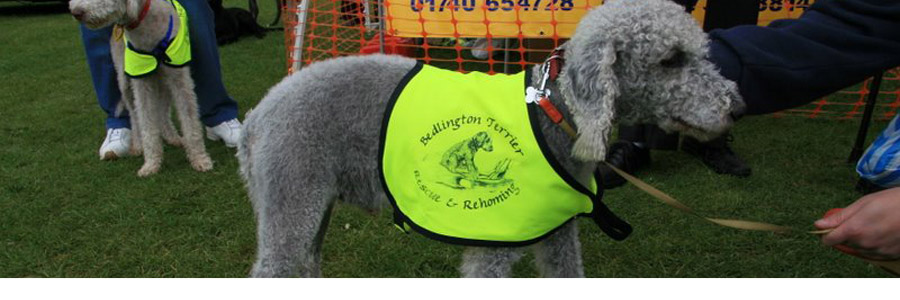 Bedlington rescue dogs for hot sale rehoming