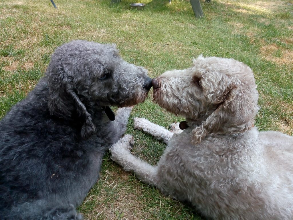 Bedlington Terrier Rescue - helping Bedlington Terriers and their crosses